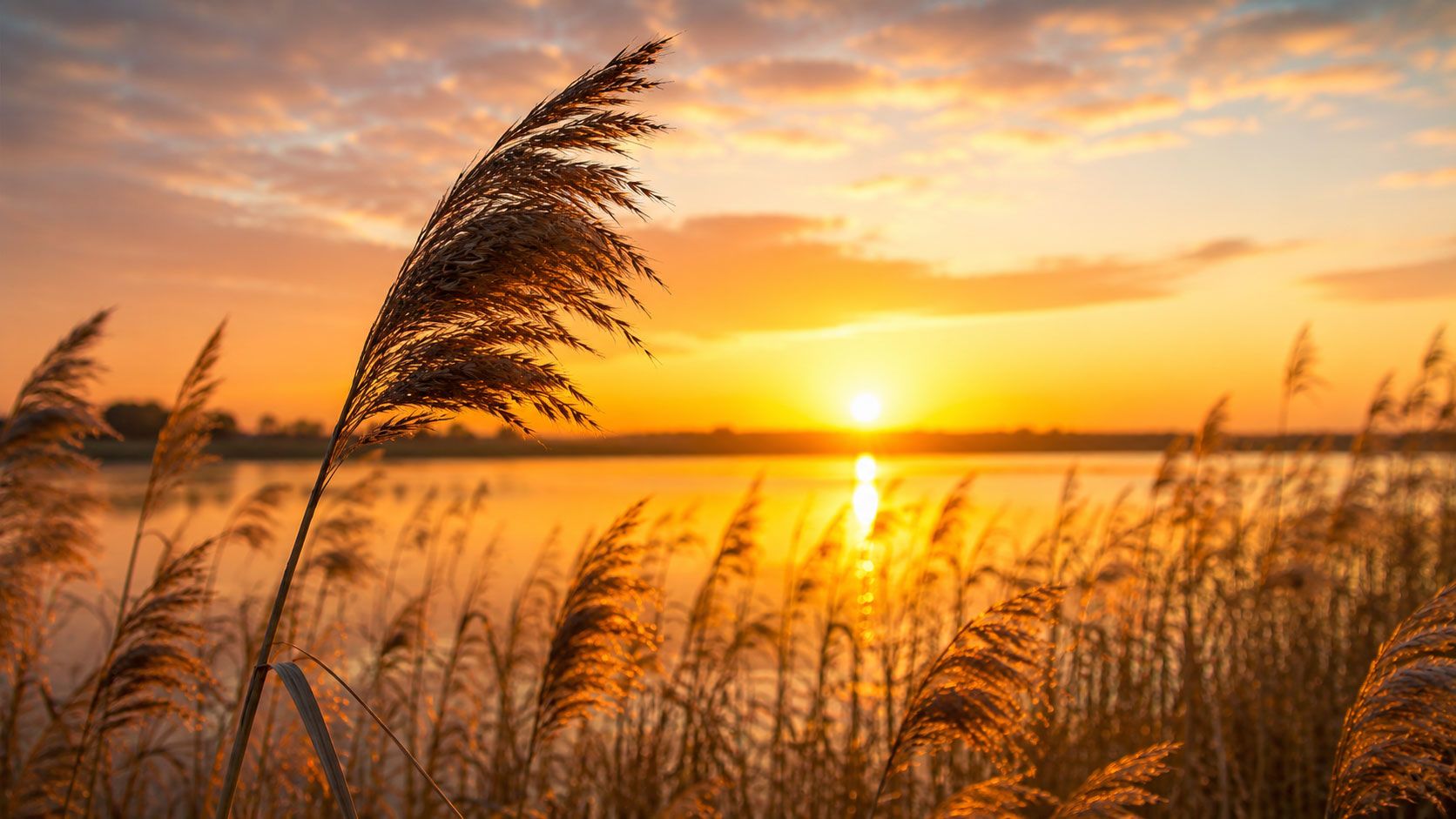 Schilfgras im Wind am Ufer eines Sees im warmen Abendlicht mit tief stehender Sonne und leuchtend orangefarbenem Himmel.