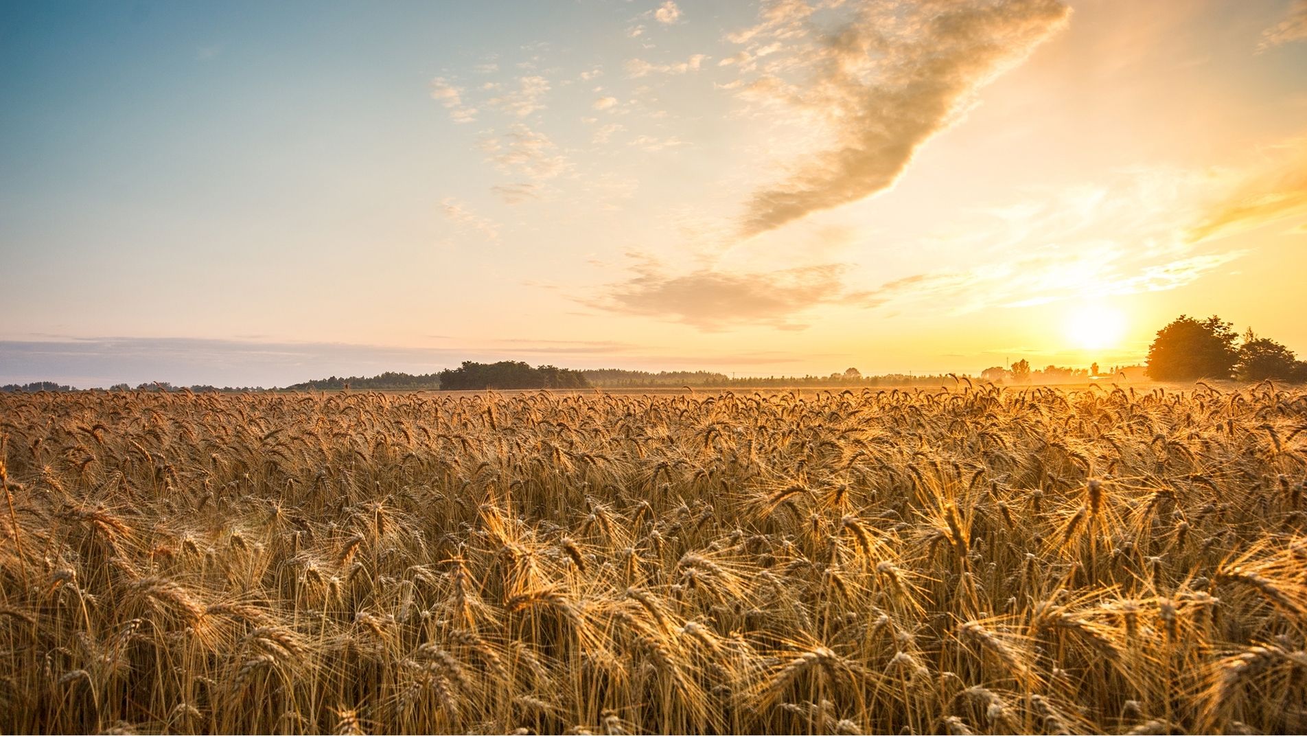 Kornfeld bei Sonnenuntergang